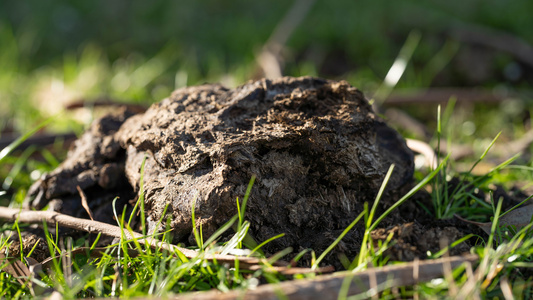 Cow manure transformed into manufacturing-grade cellulose in new study
