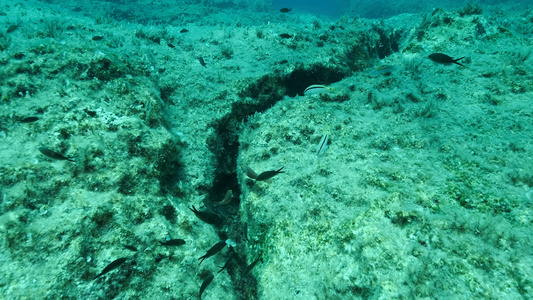 tectonic plates ocean life marine sea fish