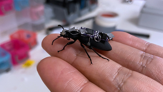 Beetles equipped with microchip backpacks could one day be used to help locate survivors in disaster situations, according to a new study by researchers at the University of Queensland, Australia. - Uncredited