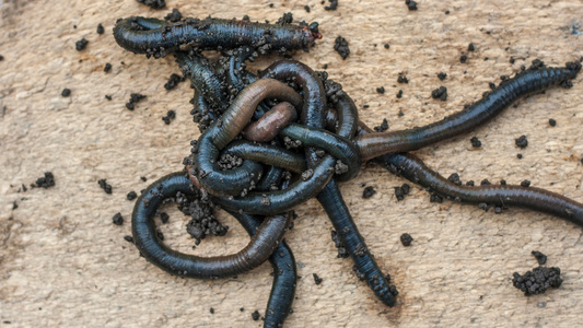 A robotic platform inspired by California blackworms, known for tangling together into a moving blob, has been built by researchers at Harvard University.  - Uncredited