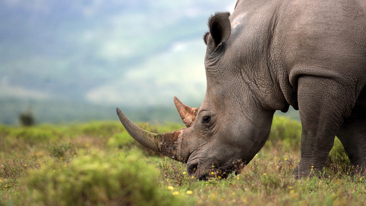 By harnessing nuclear technology, the Rhisotope Project is making rhino horns traceably radioactive to deter poaching before it starts. - Uncredited