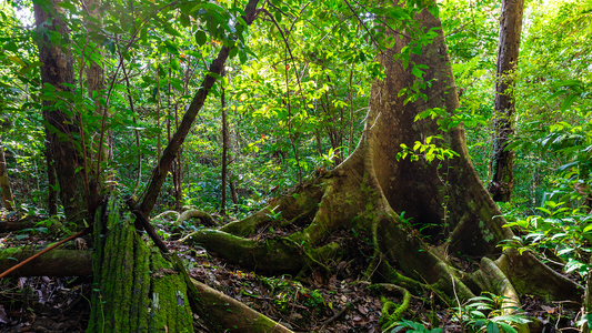 Scanning forests with advanced laser technology is helping researchers better understand forest ecosystem dynamics.  - Uncredited