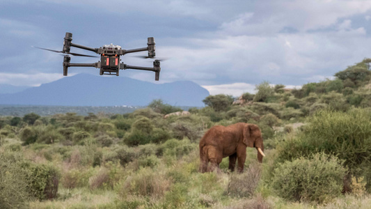  Save the Elephants