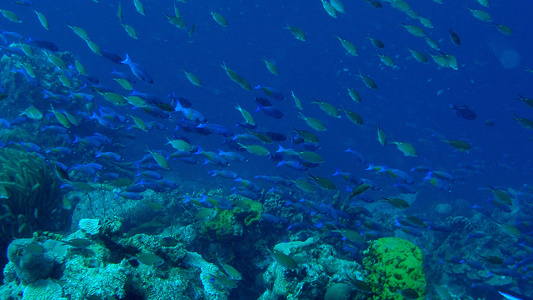Mining metal-rich nodules on the ocean floor could help meet critical mineral shortages, but a new study warns it may have profound consequences for key species at the base of the marine food chain. - Uncredited