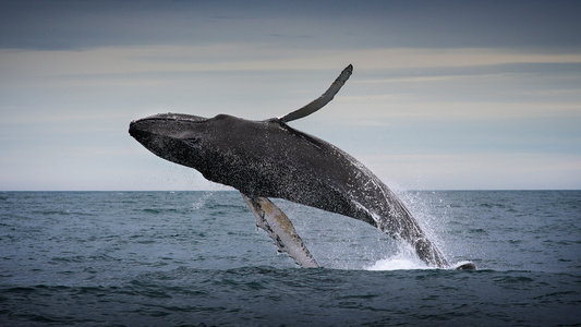 In 2022, more than 190 nations pledged to protect 30% of the world’s land and oceans by 2030 – this deadline is fast approaching - Credit: Getty - 981159322