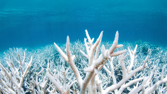 Coral Bleaching on the Great Barrier Reef in Australia - Credit: Getty - 1214651199