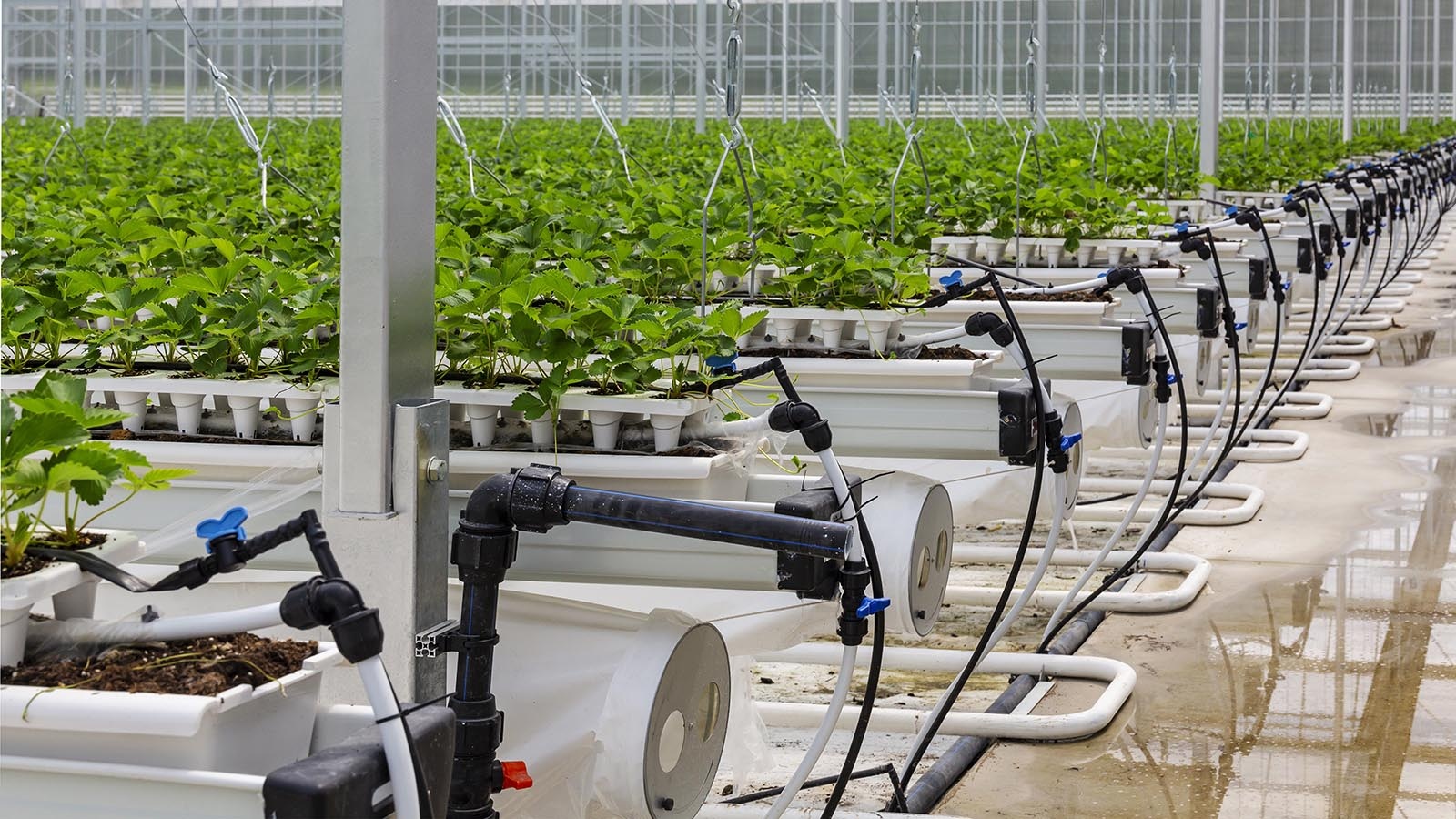 smart farm south korea - Credit: Shutterstock