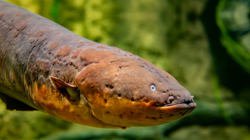 Electric eels spark development of flexible, implantable batteries